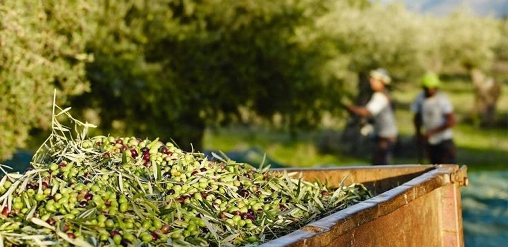 Bergama Zeytinleri: Ege’nin Doğal ve Eşsiz Lezzeti